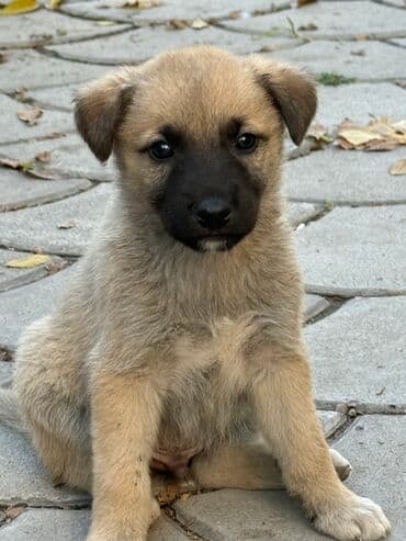 Пристраиваем щенков в хорошие добрые руки. Метис, короткошёрстный at lalafo.kg Пристраиваем щенков в хорошие добрые руки. Метис, короткошёрстный