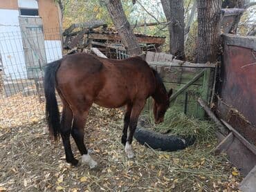 собака охотничий: Продаю | Конь (самец) — 1