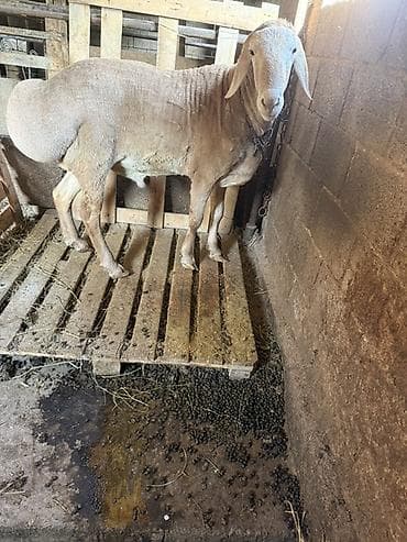 росс 308: Продаю | Баран (самец) | Для разведения | Осеменитель — 1