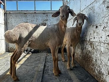 авганский баран: Продаю | Овца (самка) | Полукровка, Арашан | Для разведения | Племенные, Ярка — 2