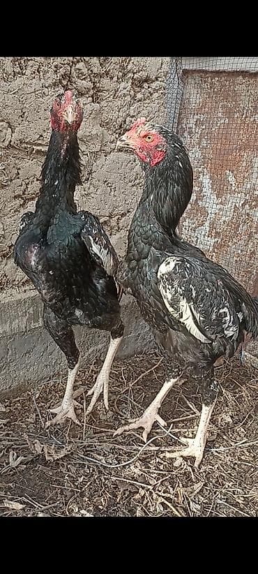 робота шаурма кара балта: На продажу жожики миксованные О Шамо+Шалпан цена по 4000 сом — 3