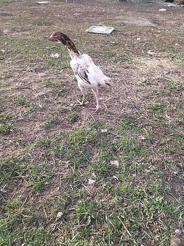 куры шамо: Продаю | Куры | Бойцовая | Для разведения — 8