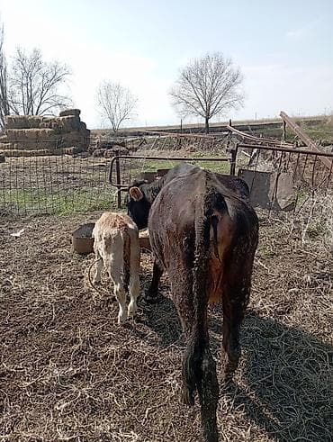 бир: Сатам | Уй (ургаачы) | Аргын | Сүт алуу үчүн | Байланган — 4