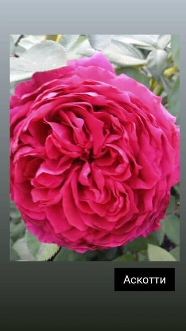 теплица цветы бишкек: Черенки цветка: Розы — 9