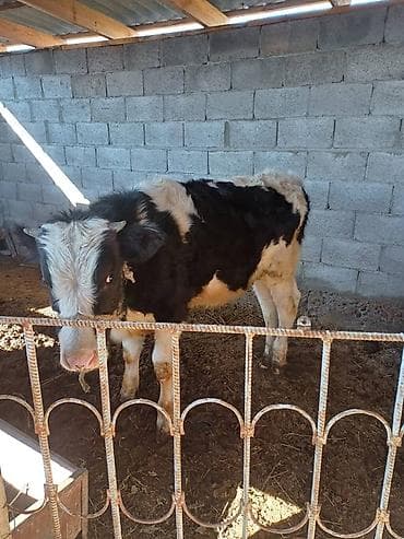 арслан кой: Продаю | Бык (самец) | Голштин | На откорм | Привязанные — 1