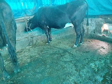 пародистые каровы: Продаю | Корова (самка) | Для молока | Привязанные — 1