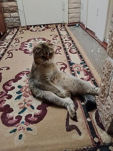 котята простые: Шотландские кошки (скоттиш-фолд и скоттиш-страйт) - Порода — 4