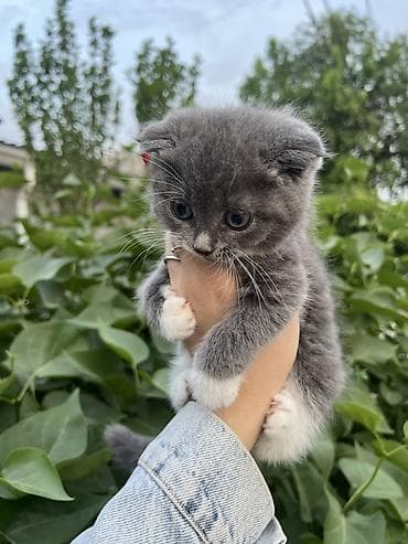сколько стоит вислоухая кошка: Шотландские вислоухие котята (Scottish Fold) - Окрас: графитово-серый — 3