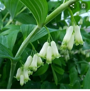 шефлера: Купена королевский ландыш травянистое многолетнее растение, не — 5