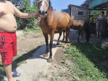коны: Продаю кабылу с жеребенком,возраст кабылу 4,5 жеребенку 5месяцна — 7