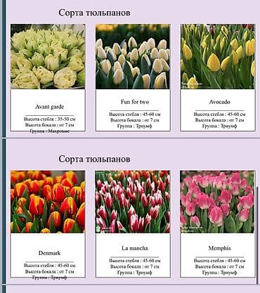 каракол цветы: ТЮЛЬПАНЫ ОПТОМ БИШКЕК — 6