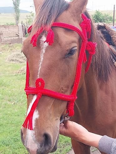 бишкек ат сатам: Сатам | Бээ (ургаачы), Жылкы (эркек), Байтал — 4