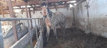 собака корги купить: Продаю | Кобыла (самка) — 4