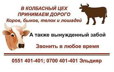 бараны в кара балте: Колбасный цех : Коровы, быки, | Любое состояние — 1