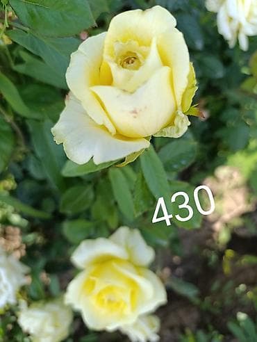 платье рапунцель: Саженцы — 9