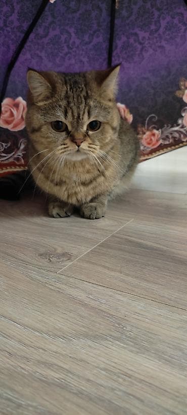саванна кошка цена: Скотиш Страйт (Шотландская прямоухая), 1 год, Девочка, Приучена к лотку — 4