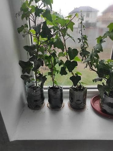 суу идиш: Арча — 1