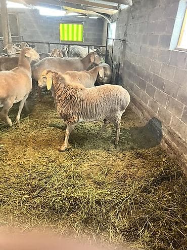 кури несушки купить: Продаю | Овца (самка) | Для разведения — 2