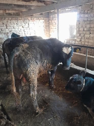 Животные: Продаю | Бык (самец) | На откорм | Привязанные — 1