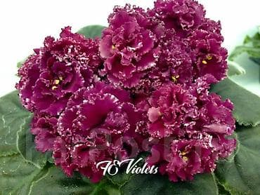 Бөлмө өсүмдүктөрү: 🌱🌺🌱 Продаю сортовые ДЕТКИ стандартных, трейлерныхмини и полумини — 10