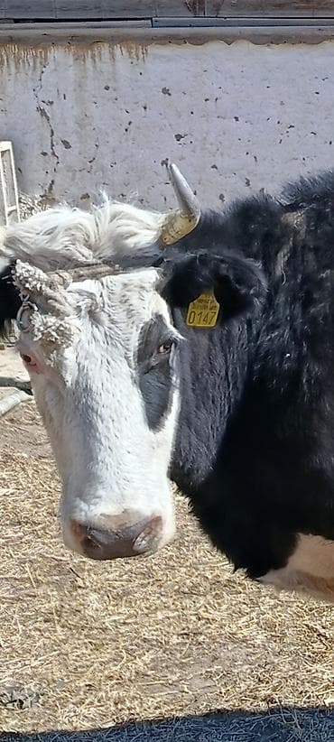 А/ч жаныбарлары үчүн тоюттар: Сатам | Уй (ургаачы) | Голштин | Сүт алуу үчүн | Бооз — 1