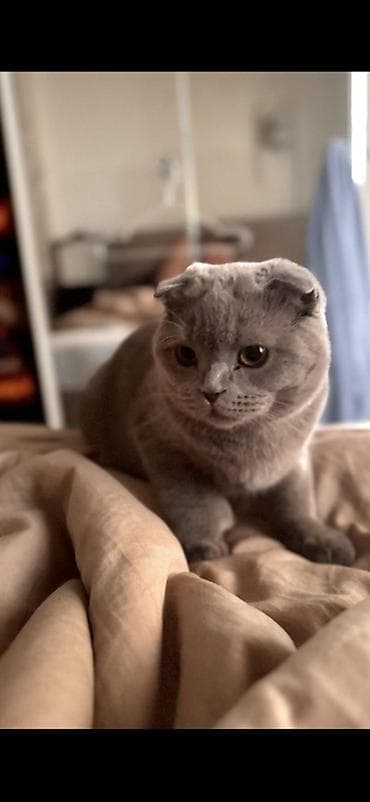 scottish fold: Шотландский вислоухий котик - Порода: Scottish Fold (вислоухий) - — 1