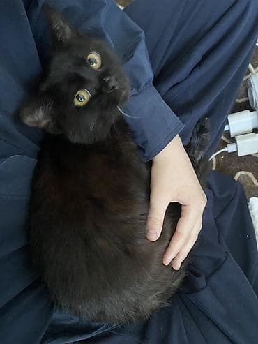 шотландская кошка скоттиш страйт: Скотиш Страйт (Шотландская прямоухая), 7 месяцев, Мальчик, Черный, Приучена к лотку, Проглистована — 4