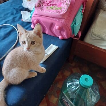 дом кошка: Кошка даром: Беспородная, 3 месяца, Мальчик, Приучена к лотку — 5