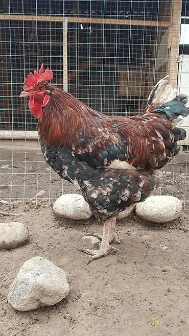 Үй жаныбарлары: Сатам | Тооктор | Көбөйтүү үчүн — 2