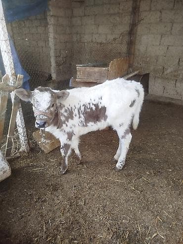 мопс сабака: Продаю | Музоо, торпок | Полукровка | Для разведения | Привязанные — 2