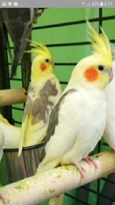 питьевые витамины для волнистых попугаев: Волнистые попугайчики а так же есть разные виды Кареллы, Неразлучники — 4