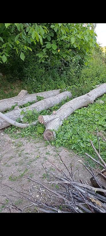 угол дрова: Дрова Тополь — 1