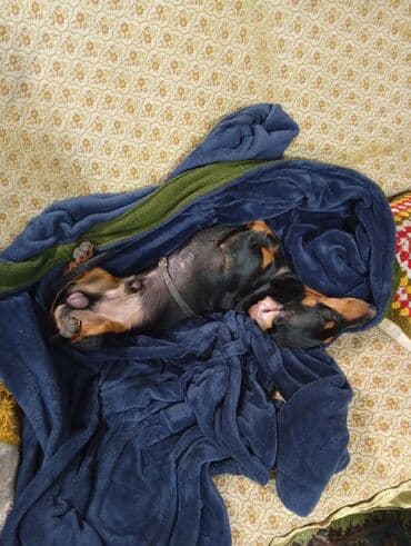 собака лайка: Красавчик такса ищет пару 0.5.5.1.5.1.0.8.1.0 — 2