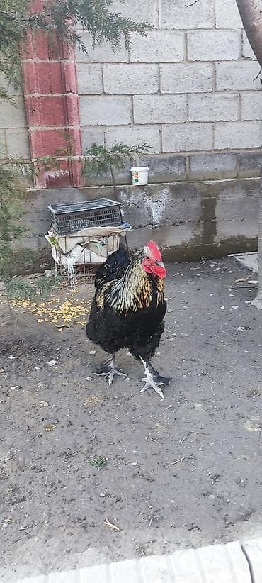 мака перуанская: Продаю | Петух | Для разведения — 2