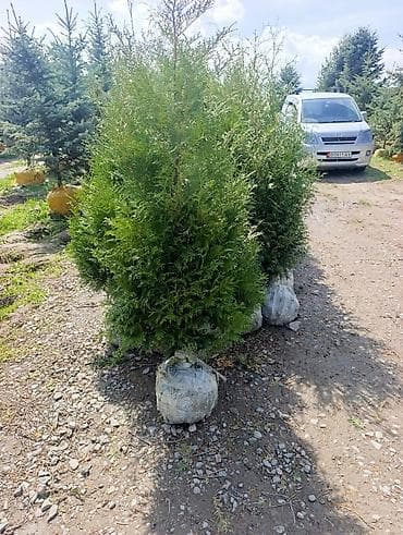 дерево: Продаются туи (Брабант)арча горная, ель голубая и ель тяньшанская — 4