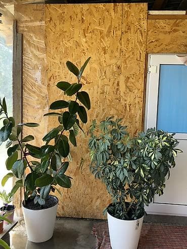 насос полив: Комнатные крупномеры в декоративных кашпо 1) Фикус эластика (Ficus — 3
