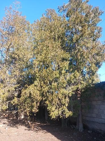 овощи лук: Саженцы деревьев: Туи, Самовывоз — 4