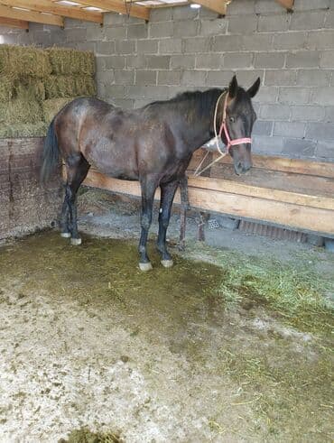 домик для кроликов: Продаю лошадей — 8