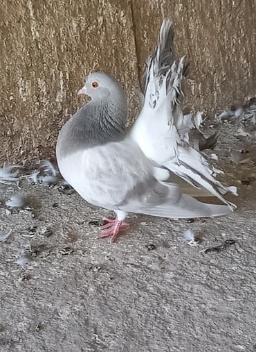 купить волнистых попугаев: Продаю пару павлинов пепельных и других Описание: - Пышный — 1