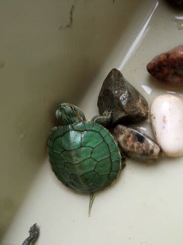 черепах: Водная черепашка красноухая). в наличии 2 шт одна девочка один — 3