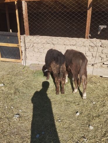 английский кокер спаниель щенок цена: Продаю | Бык (самец), Музоо, торпок | На откорм — 2