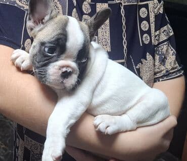 - Порода: французский бульдог - Щенки породного типа, компактные, с