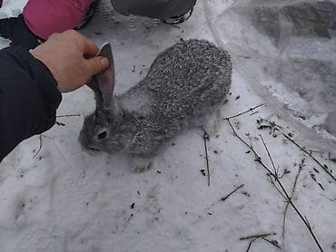 белые кролики: Продаю | Крольчата | Серый великан | Для разведения — 4