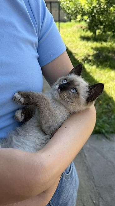сямская кошка: Котёнок с окраcом колор-пойнт (сиамского типа). 2,5 месяца мальчик — 1