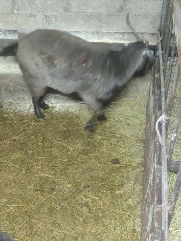 забой кур: Сатам | Эчки (ургаачы) | Союуга — 5