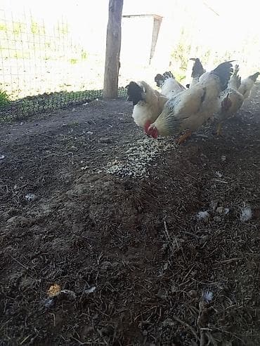 авган матки: Продаю | Куры | Несушки — 2