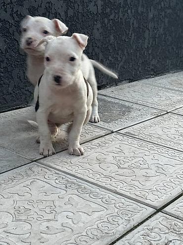 рр питбуль: Питбуль, 1 месяц, Самец — 2