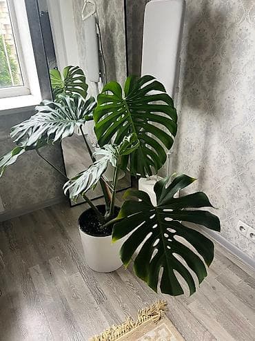 Продаю Монстеру. Прекрасное декоративнолистное растение. Украсит