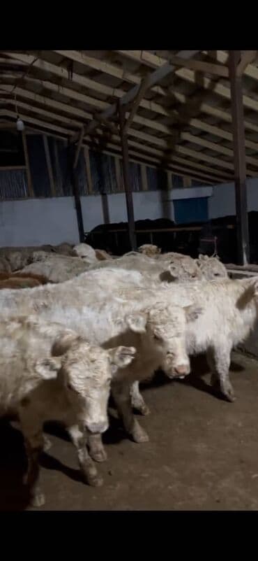 Айыл-чарба жаныбарлары: Сатам | Кунаажын | Аргын | Бордоп семиртүү үчүн — 5