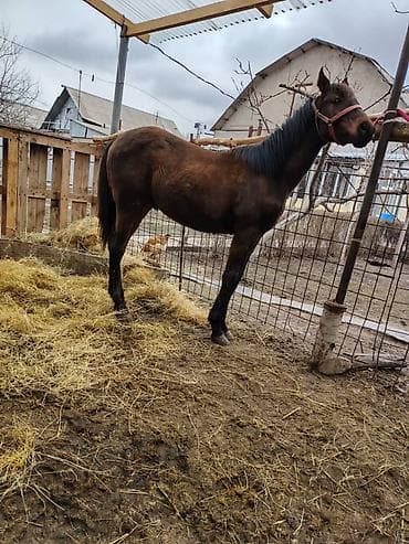 козел для случки: Продаю | Жеребенок | Для разведения — 9